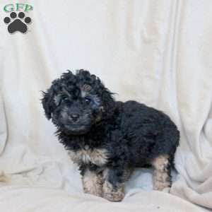 Cassie, Mini Whoodle Puppy