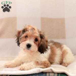 Cassie, Cavachon Puppy