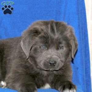 Cassie, Newfoundland Puppy