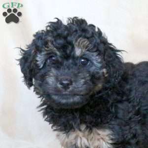 Cassie, Mini Whoodle Puppy