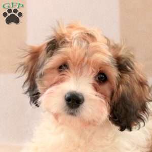 Cassie, Cavachon Puppy