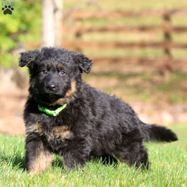 Cassie – Long Haired, German Shepherd Puppy