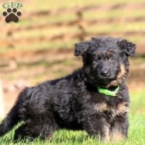 Cassie – Long Haired, German Shepherd Puppy