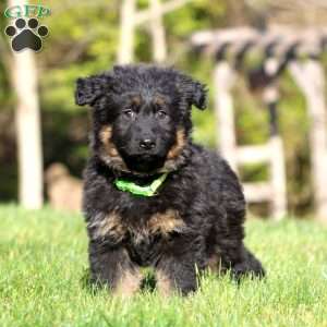 Cassie – Long Haired, German Shepherd Puppy