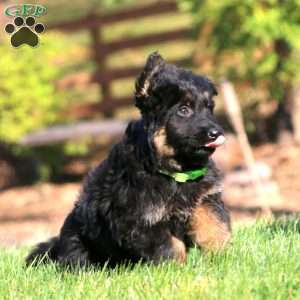Cassie – Long Haired, German Shepherd Puppy