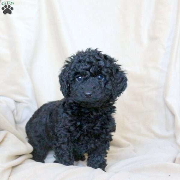 Cayde, Mini Whoodle Puppy