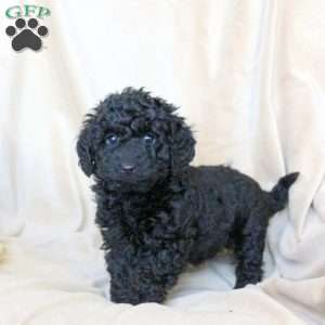 Cayde, Mini Whoodle Puppy