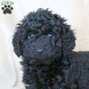 Cayde, Mini Whoodle Puppy