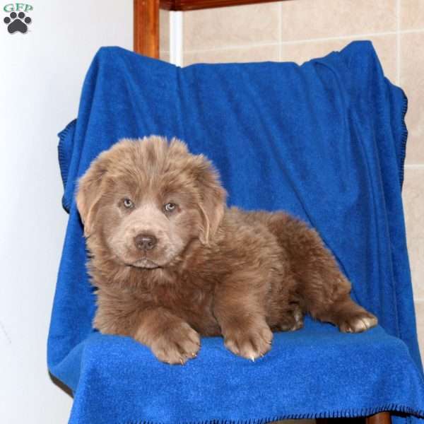 Cayla, Newfoundland Puppy