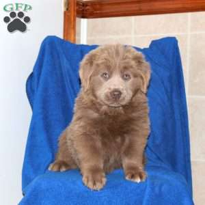 Cayla, Newfoundland Puppy