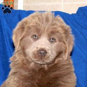 Cayla, Newfoundland Puppy