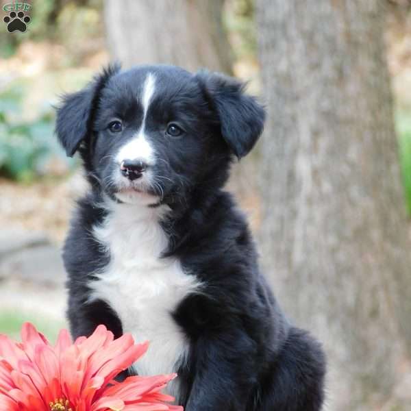 Celina, Border Collie Puppy