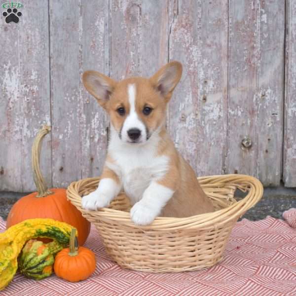 Chai, Pembroke Welsh Corgi Puppy