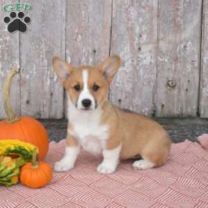 Chai, Pembroke Welsh Corgi Puppy