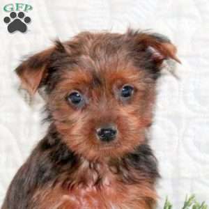 Chai, Yorkie Puppy