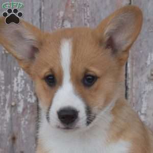 Chai, Pembroke Welsh Corgi Puppy