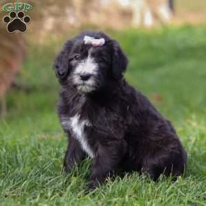 Champagne, Sheepadoodle Puppy