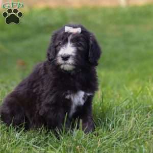 Champagne, Sheepadoodle Puppy
