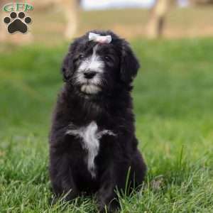 Champagne, Sheepadoodle Puppy
