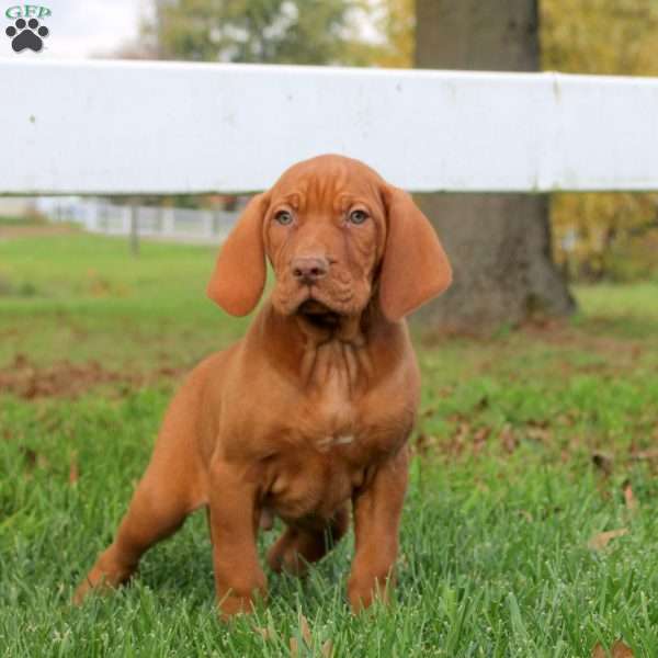 Chance, Vizsla Puppy