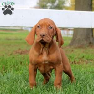 Chance, Vizsla Puppy