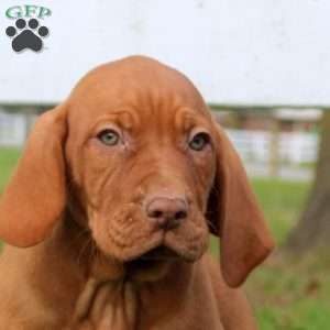 Chance, Vizsla Puppy