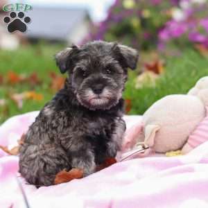 Charity, Miniature Schnauzer Puppy