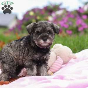 Charity, Miniature Schnauzer Puppy
