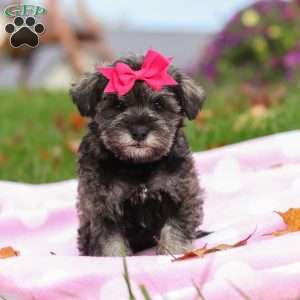 Charity, Miniature Schnauzer Puppy
