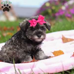 Charity, Miniature Schnauzer Puppy