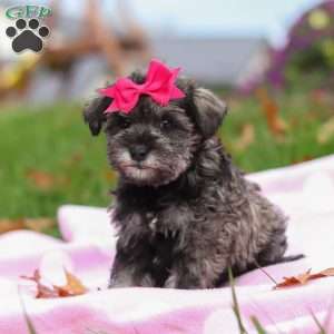 Charity, Miniature Schnauzer Puppy