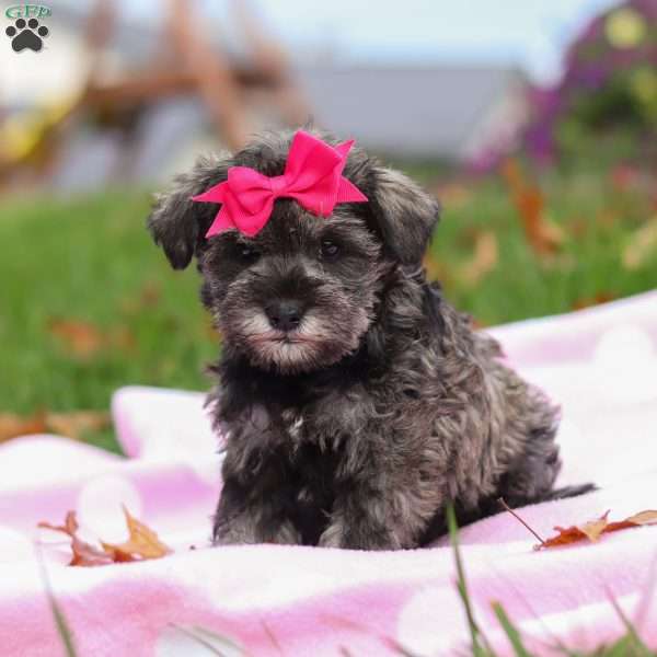 Charity, Miniature Schnauzer Puppy