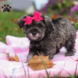 Charity, Miniature Schnauzer Puppy