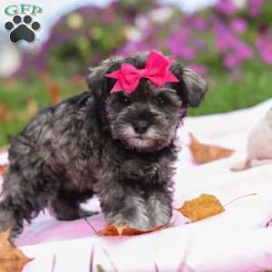 Charity, Miniature Schnauzer Puppy
