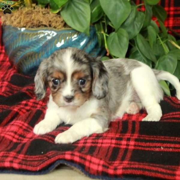Charity, Cavalier King Charles Spaniel Puppy