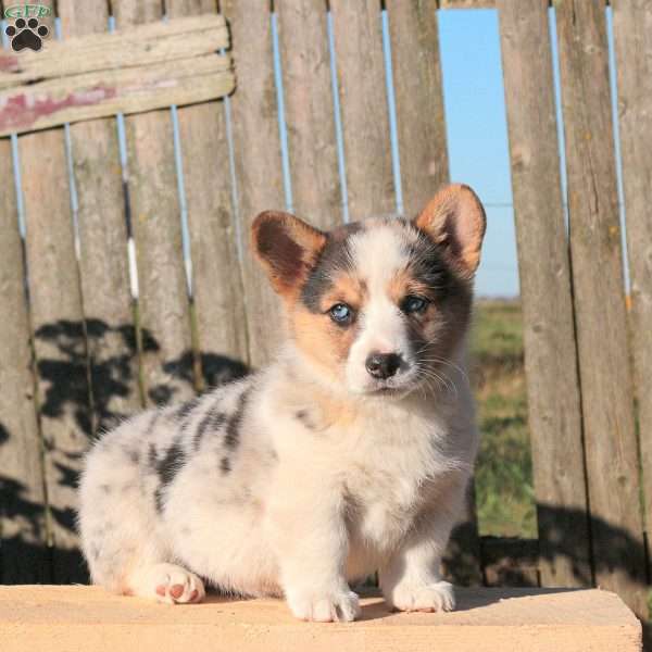 Charity, Pembroke Welsh Corgi Puppy