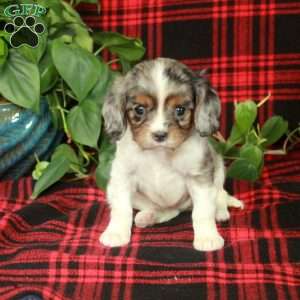 Charity, Cavalier King Charles Spaniel Puppy