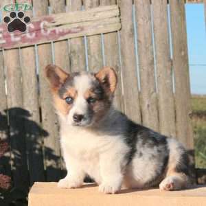 Charity, Pembroke Welsh Corgi Puppy