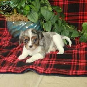 Charity, Cavalier King Charles Spaniel Puppy