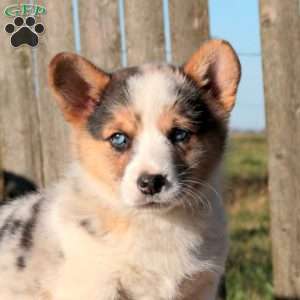 Charity, Pembroke Welsh Corgi Puppy