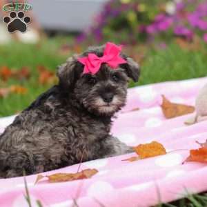 Charity, Miniature Schnauzer Puppy