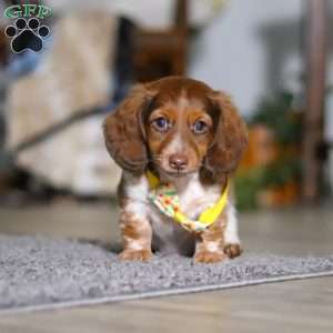 Charlie, Dachshund Puppy