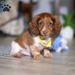 Charlie, Dachshund Puppy