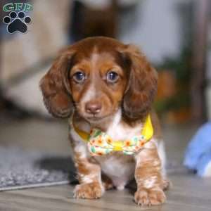 Charlie, Dachshund Puppy