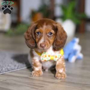 Charlie, Dachshund Puppy