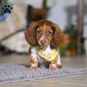 Charlie, Dachshund Puppy