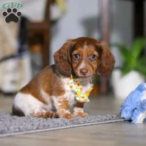 Charlie, Dachshund Puppy