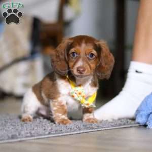 Charlie, Dachshund Puppy