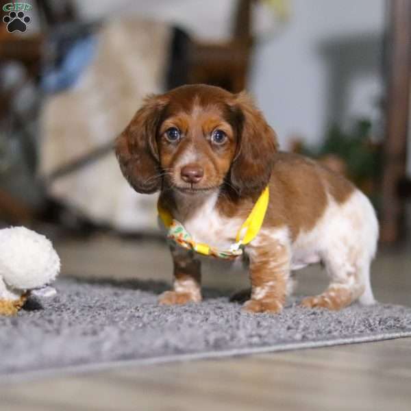 Charlie, Dachshund Puppy
