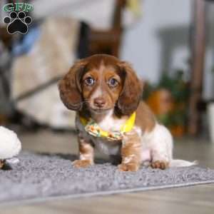 Charlie, Dachshund Puppy